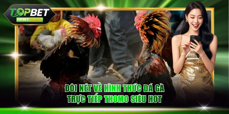 Đôi nét về hình thức đá gà trực tiếp Thomo siêu hot