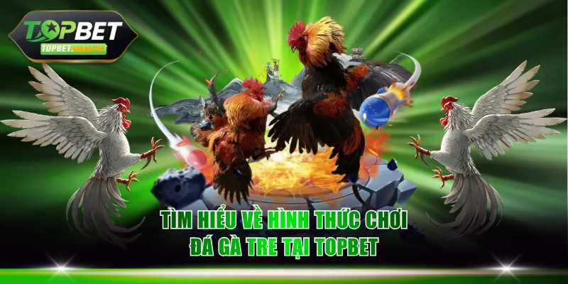 Tìm hiểu thông tin về hình thức chơi đá gà tre tại TOPBET